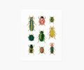Curio Art Print